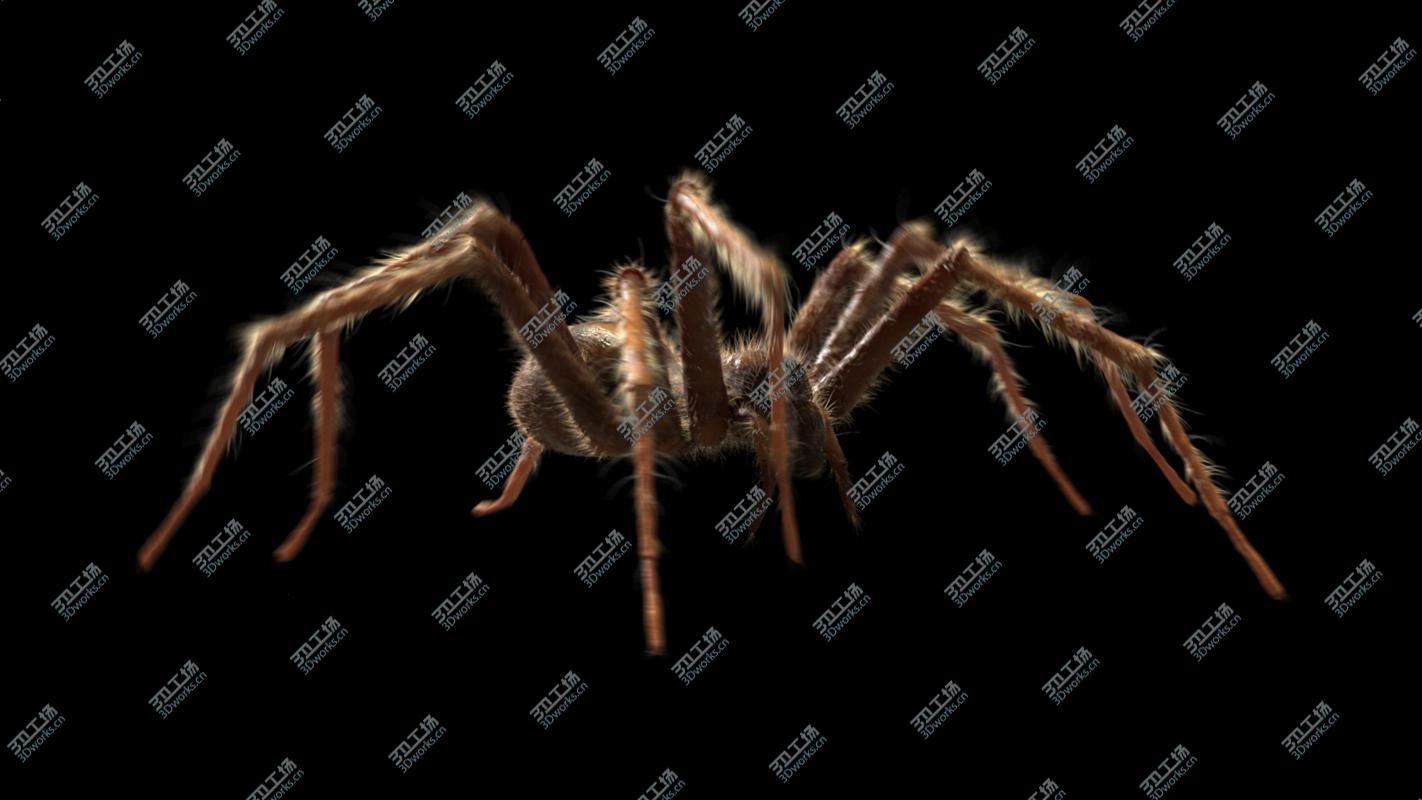 images/goods_img/202104023/Tegenaria Domestica 3D model/3.jpg